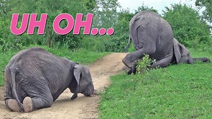 Cute Baby Elephant Takes a Wobbly Walk 9 More Adorable Sightings In today’s compilation, we follow some tiny baby elephants on their wobbly walks through the wild, from silly stumbles to heart-melting moments with Mom. You’ll see protective elephant families, dramatic herd rescues, newborns learning to stand, and all the adorable chaos that comes with growing up in the wild. | Cute Tings