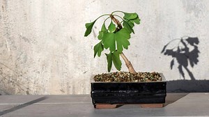 Ginkgo Bonsai Tree