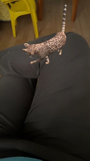 3.2K views · 59 reactions | ·#GATOS #MASCOTAS | GATOS Y Gatitos Tiernos | Facebook