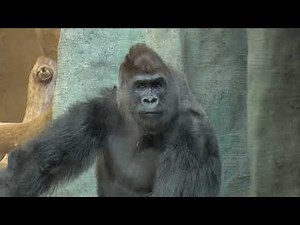Milwaukee County Zoo Welcomes New Gorilla Troop