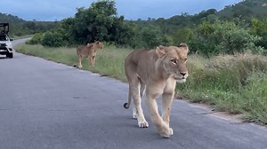 308K views · 9.1K reactions | Lion Sightings Like This Is What The Kruger National Park In South Africa Is Famous For! #wildlife #krugersightings #wildanimals #krugernationalpark #nature | Wildest Kruger Sightings | Facebook