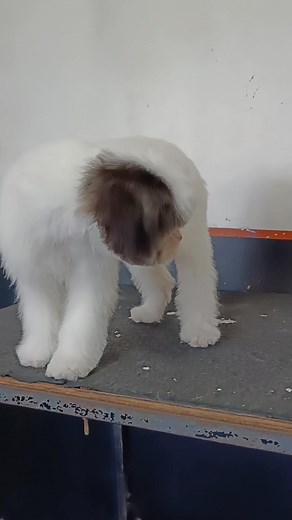 Shih tzu 5months old,1rstgroom🐕 #shihtzu #dog #grooming #kadoggie #fbreelsfypシ゚viralfbreelsfypシ゚viral | KA Doggie -Dog Grooming