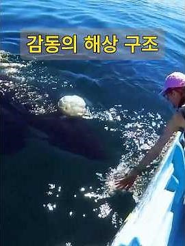 이번 해상 범고래 구조 작전은 정말 잊을 수 없는 경험이었습니다.#동물#해상 구조#범고래