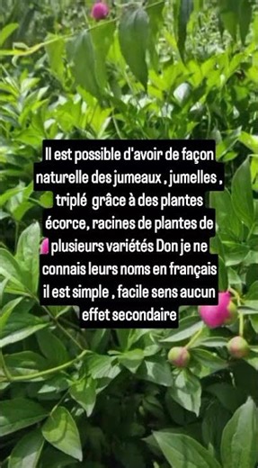 Comment avoir des jumeaux rapidement