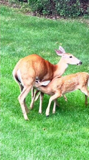 🦌 Baby Deers Want to be Fed in back Yard #wildlife