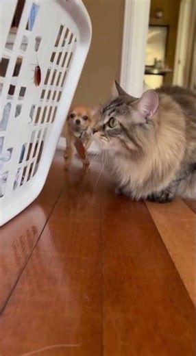 Laundry Catch — The cat sets a trap and waits in silence