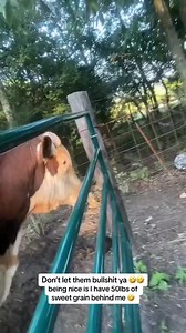 #rufusthebull #redfordthebull #cow #bull | Love Bulls