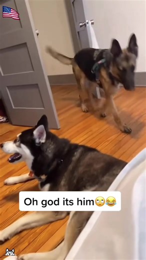 Funny Birthday Prank with Surprising Reactions