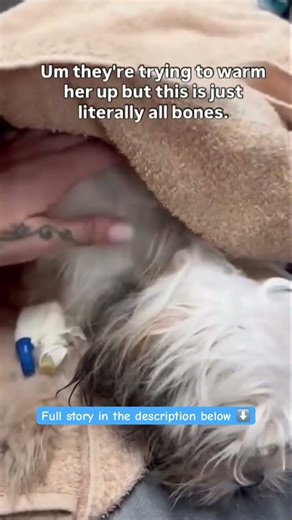 By your kindness and donations will this innocent soul receive the miracle of a second chance