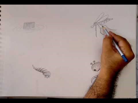 How to Draw Life Cycle of Mosquito | Easy Science Diagram for Students