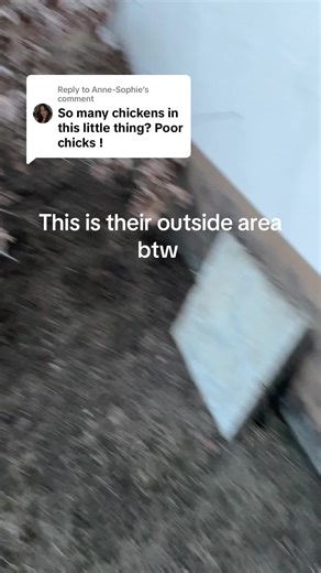 Exploring Backyard Chicken Habitats