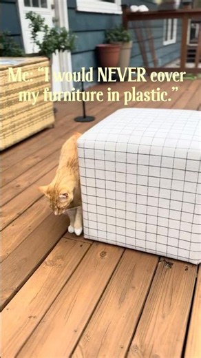 How to protect your furniture from cat scratches