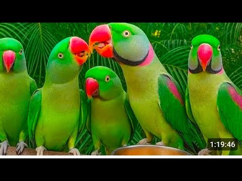 Natural Parrot Sounds Videos | Parrot Ki Awaaz | तोता आवाज़ | Tanishu Singh Miniature | #parrot