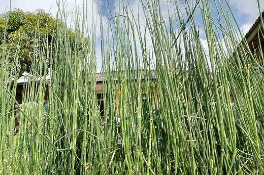 5 Simple Ways to Kill Bamboo & Keep It From Coming Back