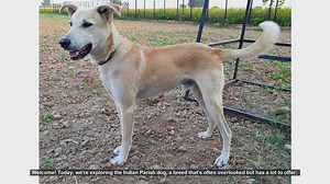 Indian Pariah Dog: Pros and Cons of This Resilient Breed