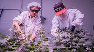 Pot, pain and profit: A desert town turns to cannabis for jobs and an alternative to painkillers