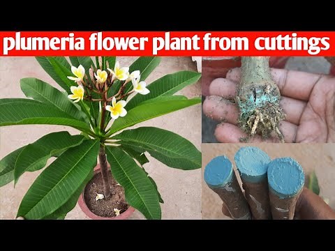how to grow plumeria flower plant from cuttings