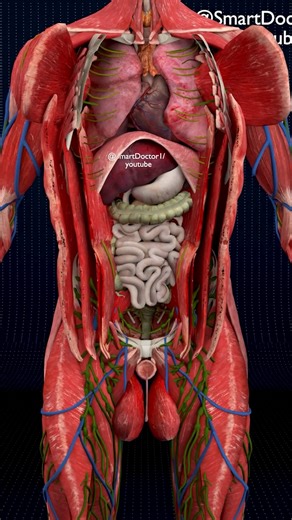Where a Man’s Heart Really Beats ✨🫀 . . . The human heart is a vital organ that pumps blood throughout the body, supplying oxygen and nutrients while removing carbon dioxide and waste products. Here are some key points about the human heart: Anatomy: The heart has four chambers: two upper atria and two lower ventricles. The right side pumps deoxygenated blood to the lungs, while the left side pumps oxygenated blood to the rest of the body. Valves: There are four main valves (tricuspid, pulmonar