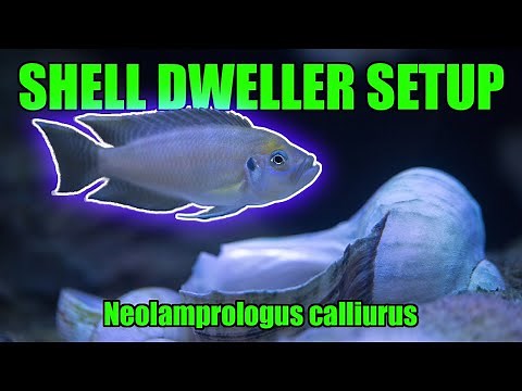 How to set up a shell dweller cichlid aquarium - Neolamprologus calliurus