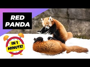 Red Panda - In 1 Minute! 🐼 One Of The Cutest And Rarest Animals In The Wild | 1 Minute Animals