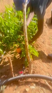 Sweet harvest with Mpagi Muhamad | Victor Shidono