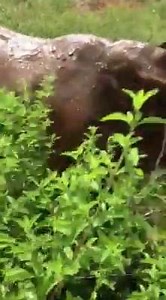 #carertakeover Working at the orphanage consists of long hours and lots of hard work but it is also the most rewarding job! Forming close bonds with these amazing and gentle animals is an example of how this job can be rewarding as the rhinos completely trust us and seek our comfort by running to us if they're unsure of something or even falling asleep next to us. It is sometimes necessary to form bonds when the calves arrive but of course these bonds are slowly broken as they reach the final st