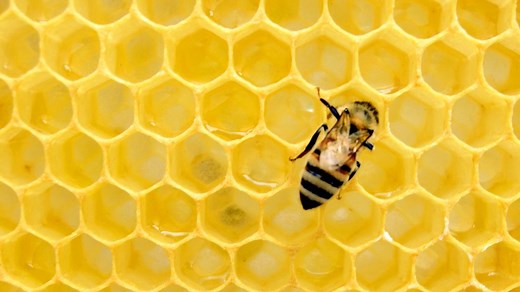 Where do bees go in the winter: the buzz worthy basics