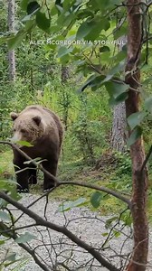 249K views · 7.1K reactions | TOO CLOSE! Hikers encounter bear in Alaska's Katmai National Park | ABC 7 Chicago | Facebook