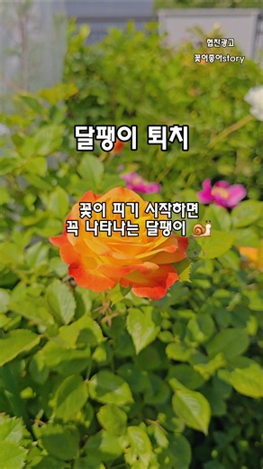 달팽이 스트레스, 이걸로 끝냈어요 #달팽이퇴치 #달팽이올킬