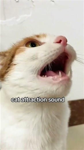 cat attraction sound meowing sound that attract cats. #cat #kitty #kitten #funnycats @cat.sound6