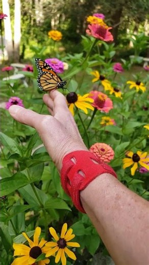 Picking Up a Butterfly..! #flowers #beautiful #nature #wildlife #relaxing #shorts #garden