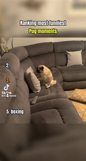 The Most funniest Pug moments | #fyp #dog #pug #funnydog