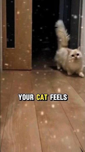 How to Keep Your Cat Warm and Cozy This Winter ❄️🐾 | Cat Care Tips You Need to Know! #shorts