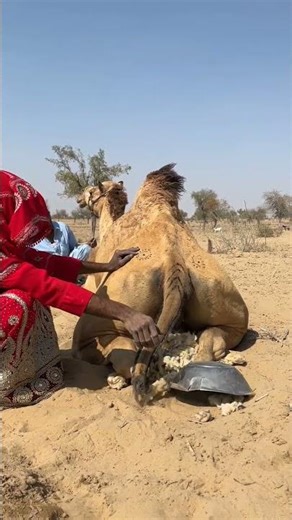 أصوات غريبة خلف الجمل ما سر الإناء الموجود خلفه؟