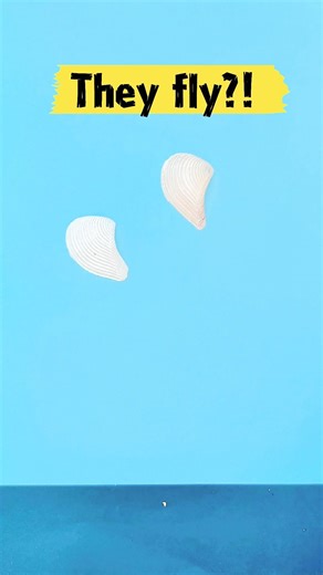 Seashell bird craft for beginners | #shorts #easydrawing