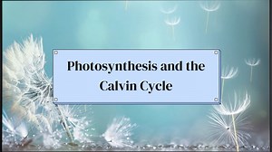Photosynthesis and the Calvin Cycle. - Animated Video By Animation_Maestro - Mango Animate
