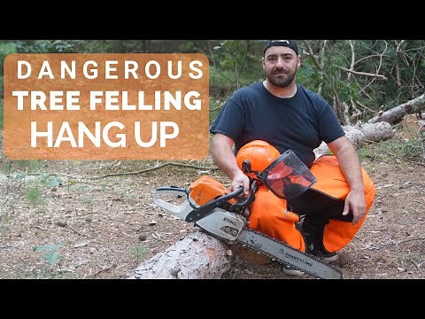 Tree Hung up on another Tree- FAIL (What should I do?)