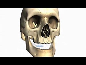 Skull tutorial (2) - Bones of the facial skeleton - Anatomy Tutorial PART 2