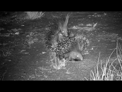 Porcupines Mating on the Nomad Cam