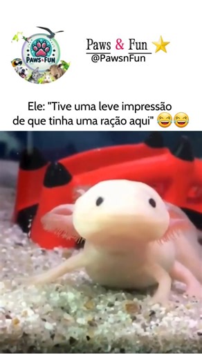 A CARIINHA PROCESSANDO 😂😂😂😂🤭 THE LITTLE FACE PROCESSING 😂😂😂😂🤭 #funny #humorviral #dogs #cats #humorengracado #animals | Paws and Fun