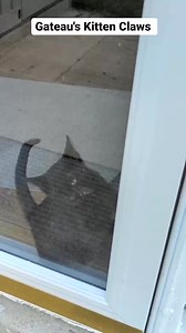 404_Just an appreciation post for Gateau's amazing claws! He always has them ready but is also so gentle with them. #clawsandpaws #kittenclaws #cutekittens #blackcat #blackcatsofinstagram #cats | Fostering kittens