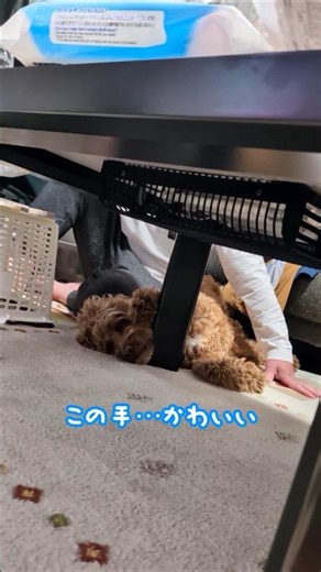 そもそも狭い気がする#cockapoo #shorts