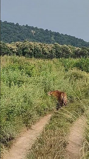 Tiger 🐅 Grassland sighting #nature Scene #wildlife