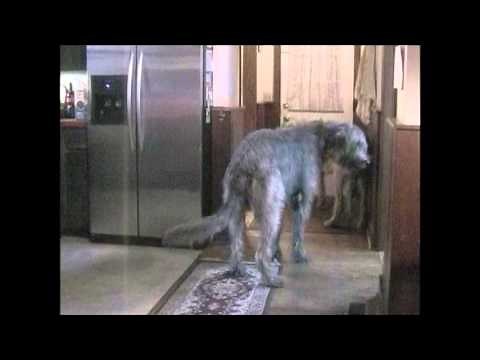 Irish Wolfhounds Welcoming Family Home