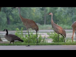Sandhill Cranes Raising Canada Gosling Part 20 (gosling tries to eat a vole!)