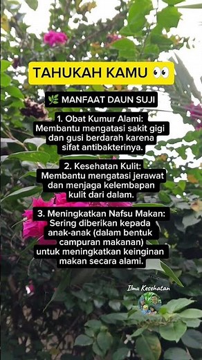 Manfaat Daun Suji: Rahasia Alami untuk Kesehatan & Kecantikan #daunsuji #manfaatkesehatan