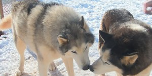 Hart County Animal Shelter expanding, transforming into nonprofit