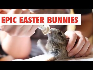 Epic Easter Bunnies | Funny Pet Video Compilation 2017