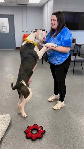 24K views · 573 reactions | Introducing Kent: Age: 3 years oldWeight:...