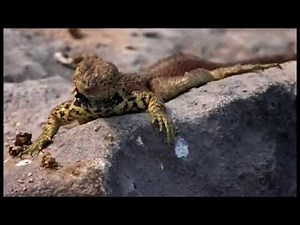 The Genius of Charles Darwin Documentary by Richard Dawkins